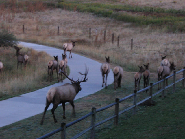 a1a105.jpg - Buck Moose & his harum on the lakeside bike & jogging trail