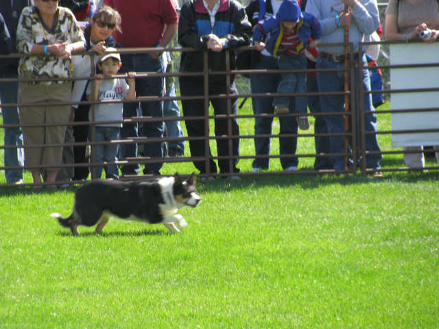 a4a2a7.jpg - Sheepdog demonstration