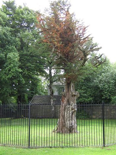 Wallace Yew Tree in 2006